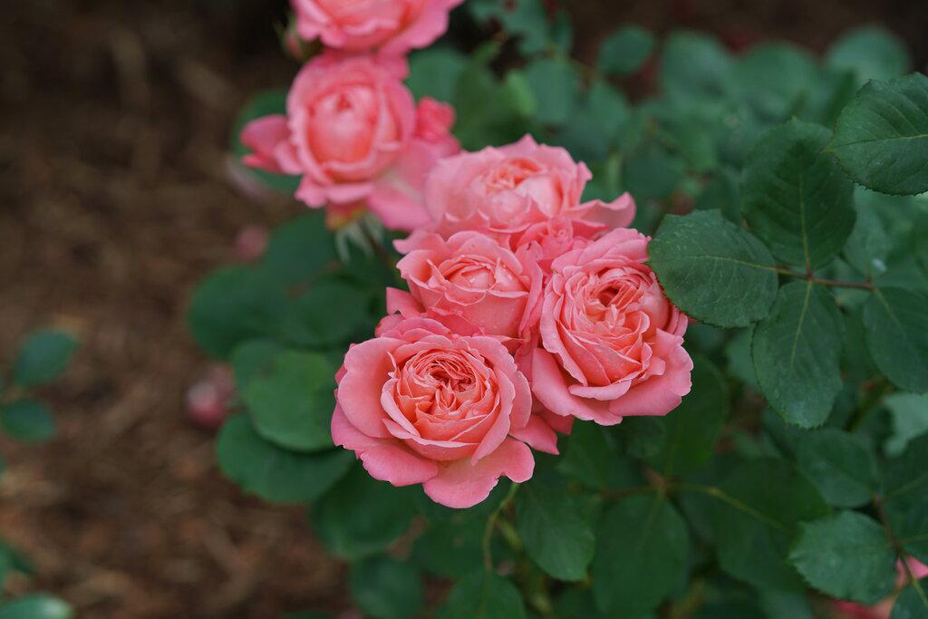 Reminiscent® Coral Rose