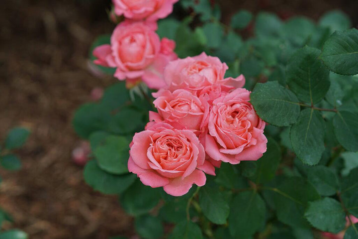 Reminiscent® Coral Rose