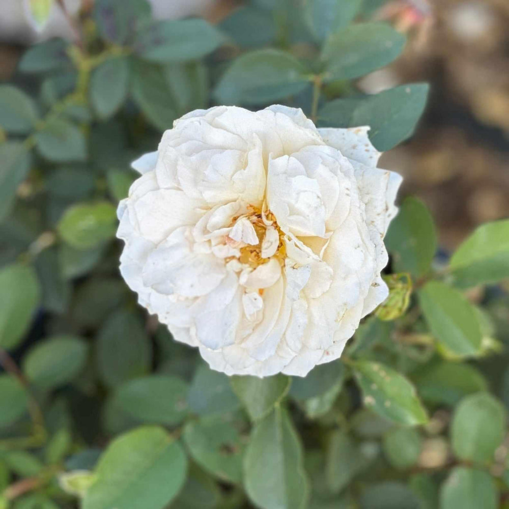 Reminiscent® Crema Rose