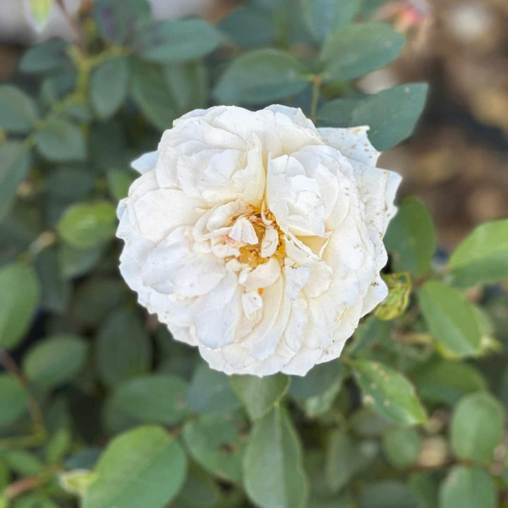 Reminiscent® Crema Rose