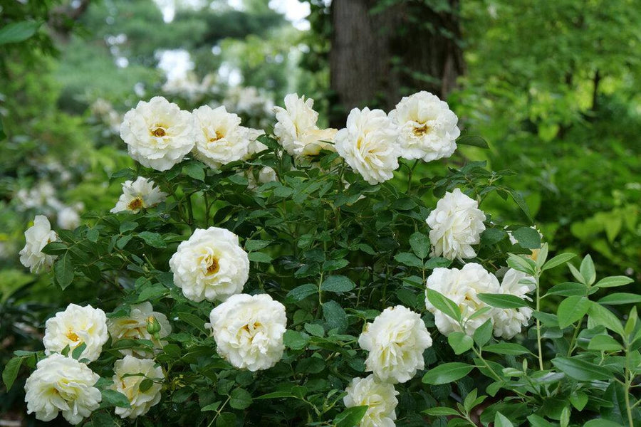 Reminiscent® Crema Rose
