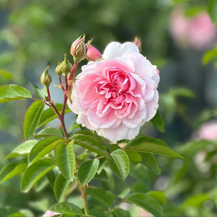 Reminiscent® Pink Rose