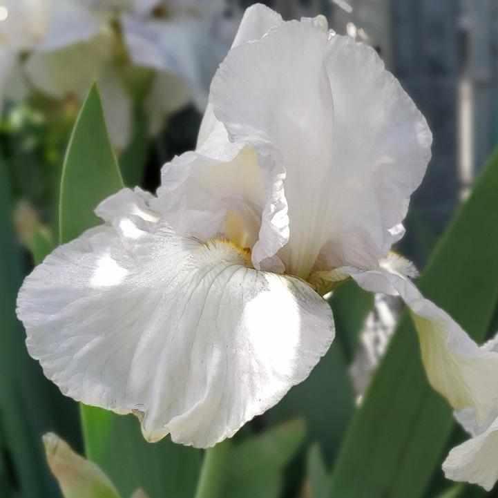 Renown German Bearded Iris
