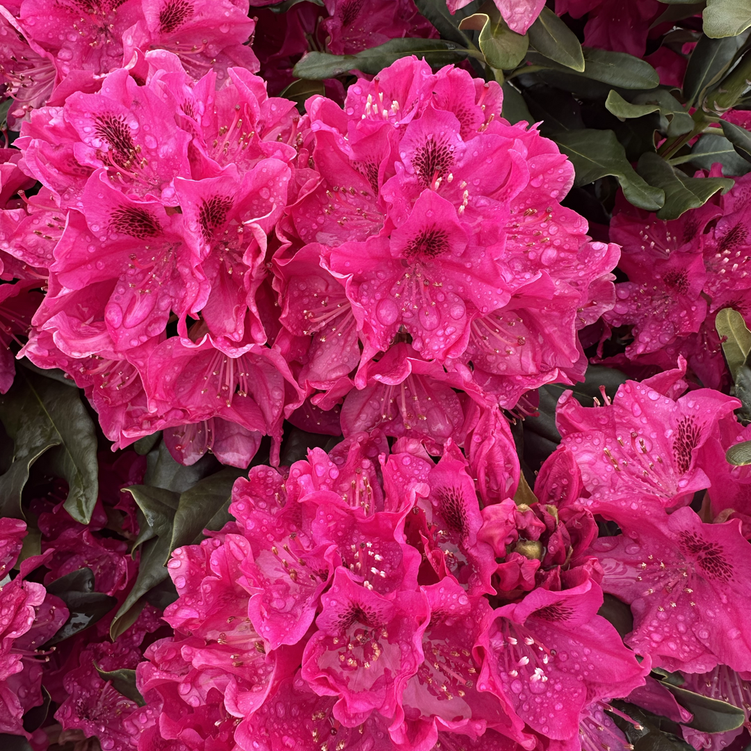 nova zembla rhododendron|Spotswood Greenery