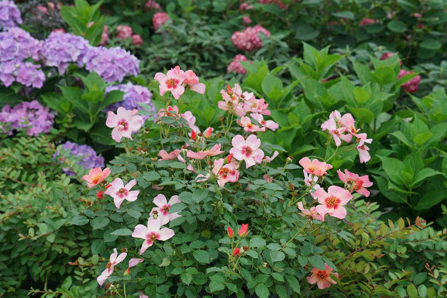 Ringo All-Star Rose