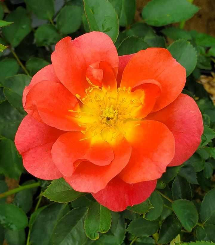Rise Up® Emberays Climbing Rose