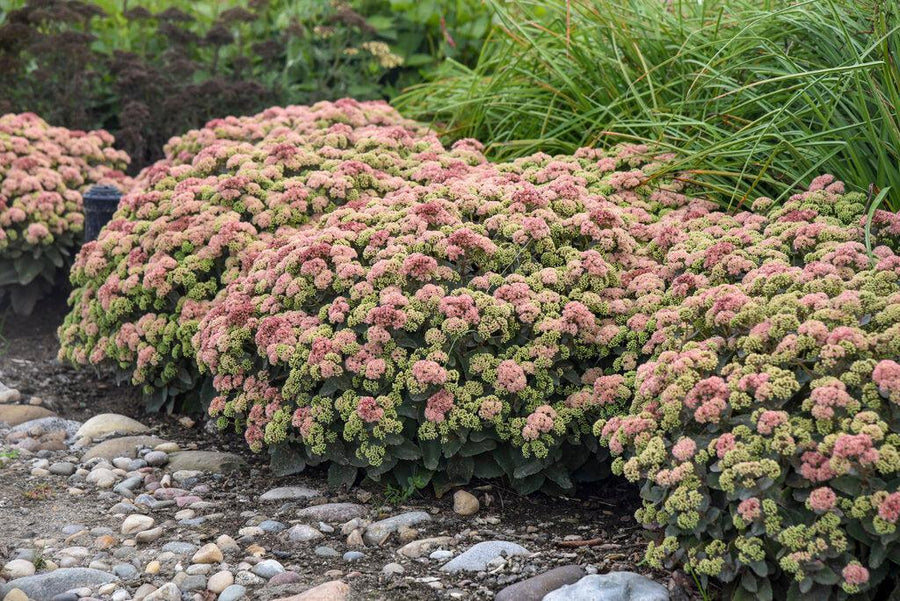 Rock 'N Grow® Coraljade Stonecrop