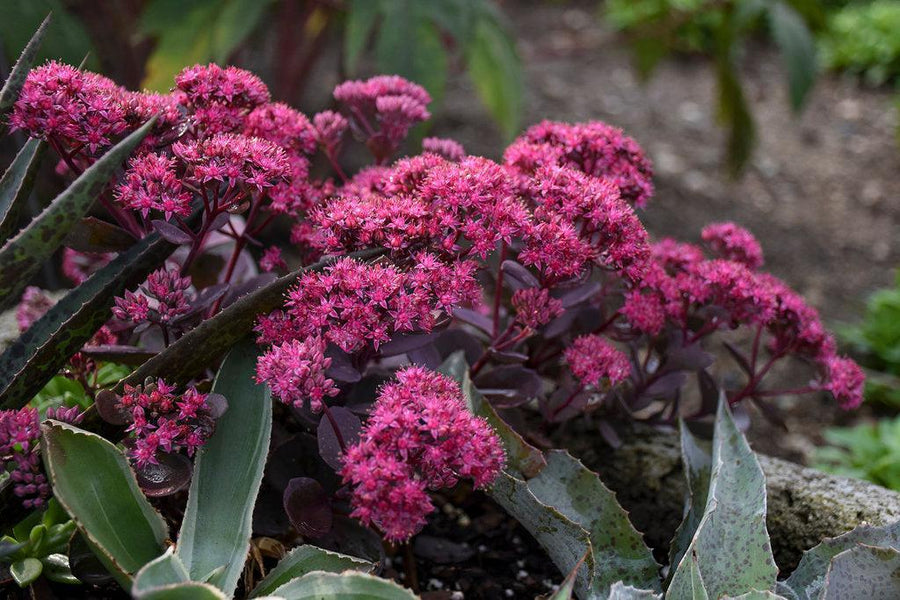Rock 'N Grow® Superstar Stonecrop
