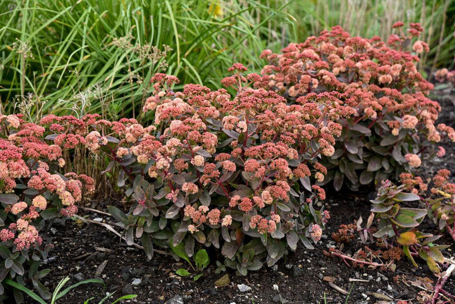 Rock 'N Grow® Tiramisu Stonecrop