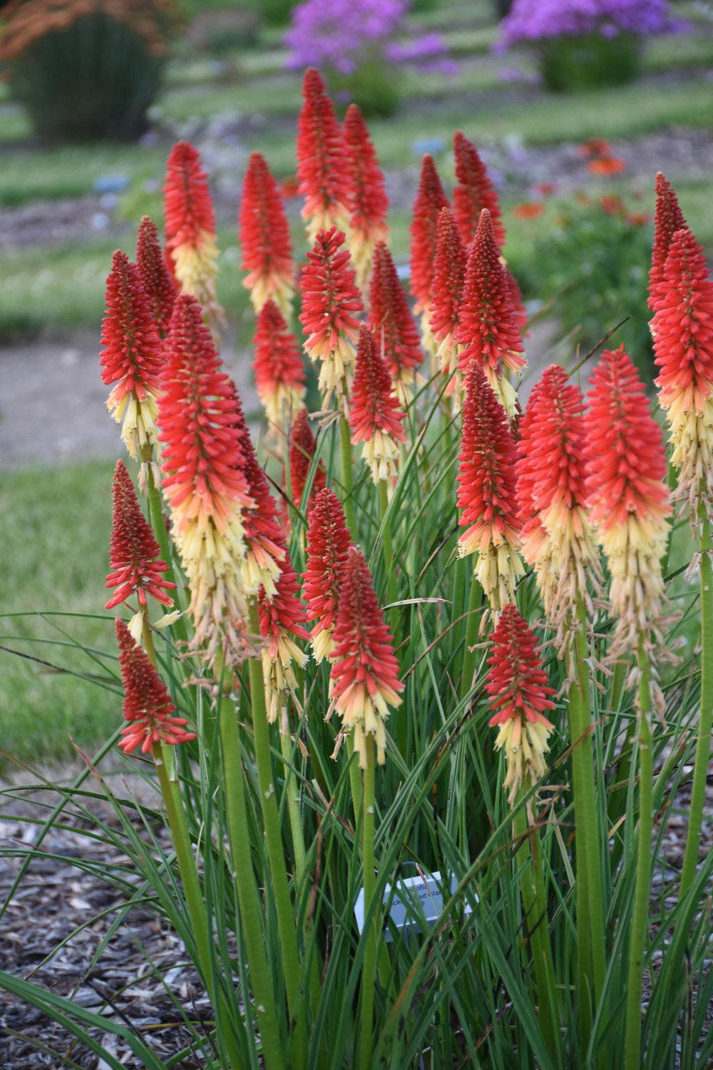 Rockets Red Glare Red Hot Poker