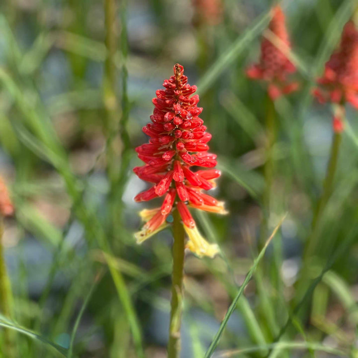 Rockets Red Glare Red Hot Poker