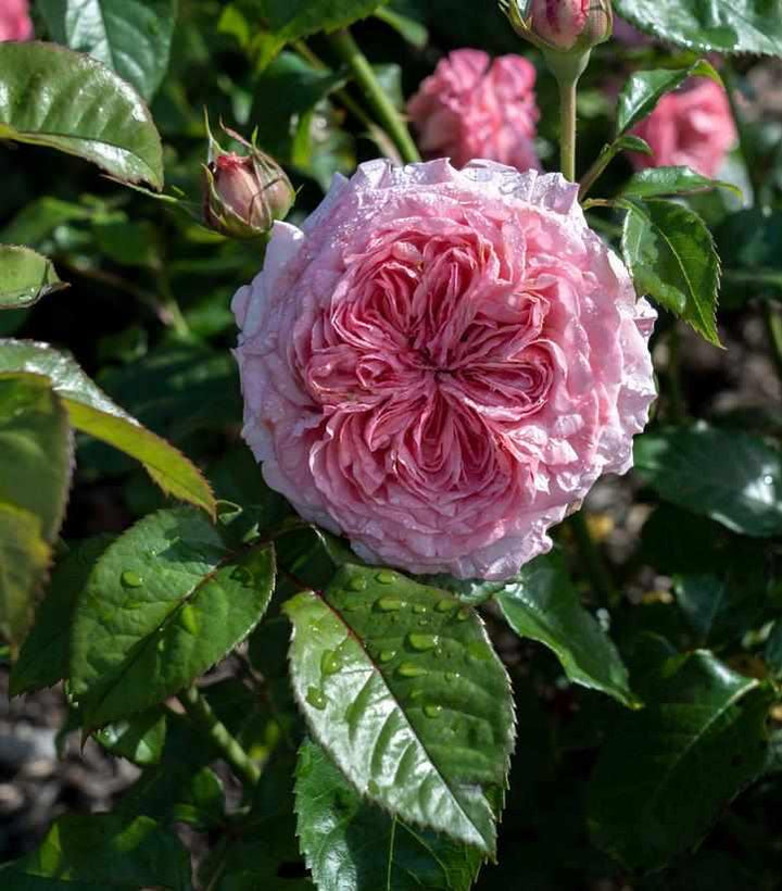 Romantica Ballgown Rose