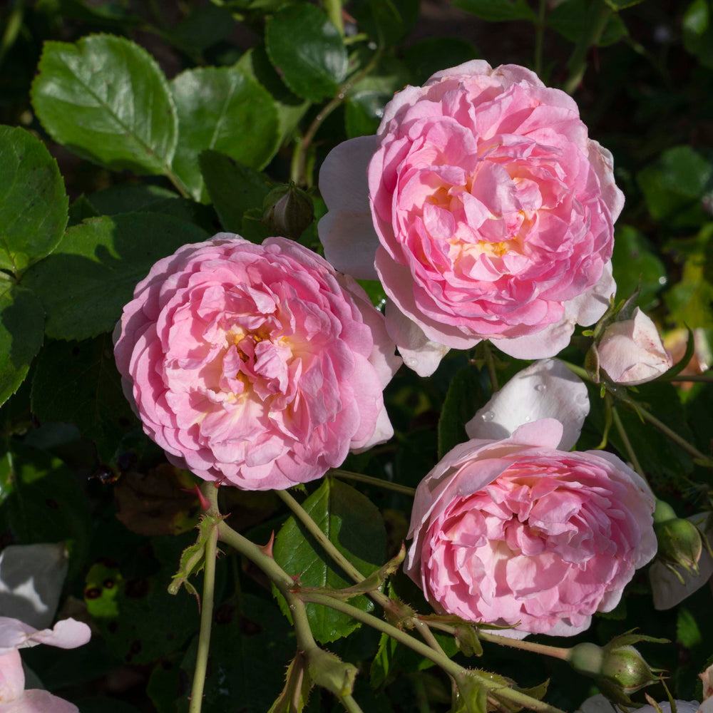 Romantica Ballgown Rose |Star® Roses and Plants