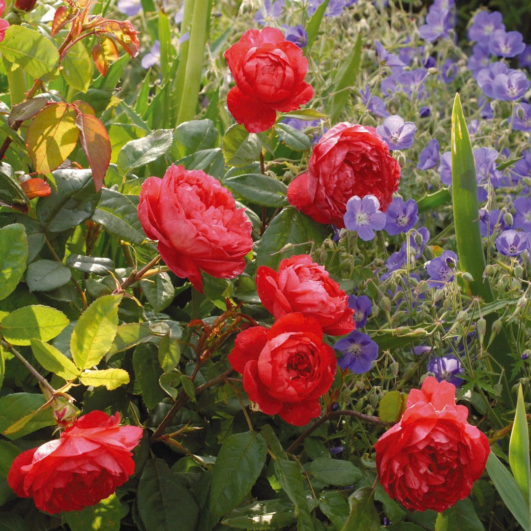 Benjamin Britten Rose |David Austin® Roses