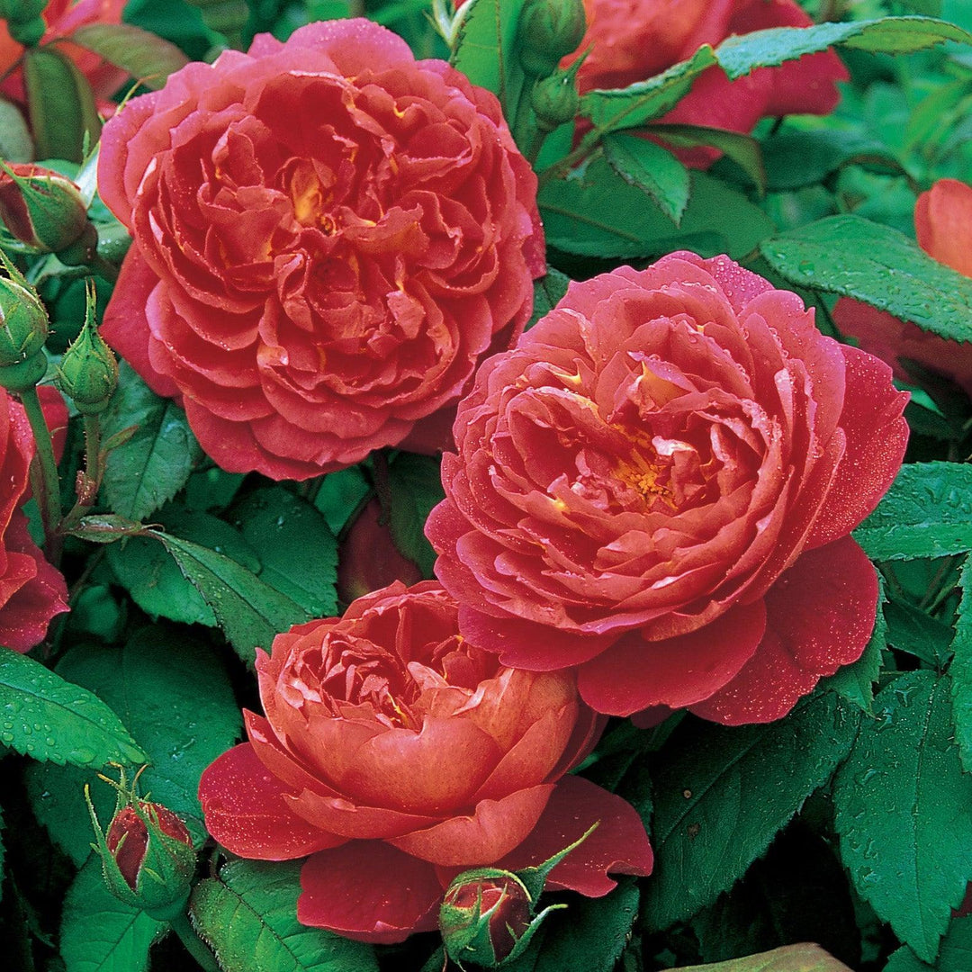 Benjamin Britten Rose |David Austin® Roses