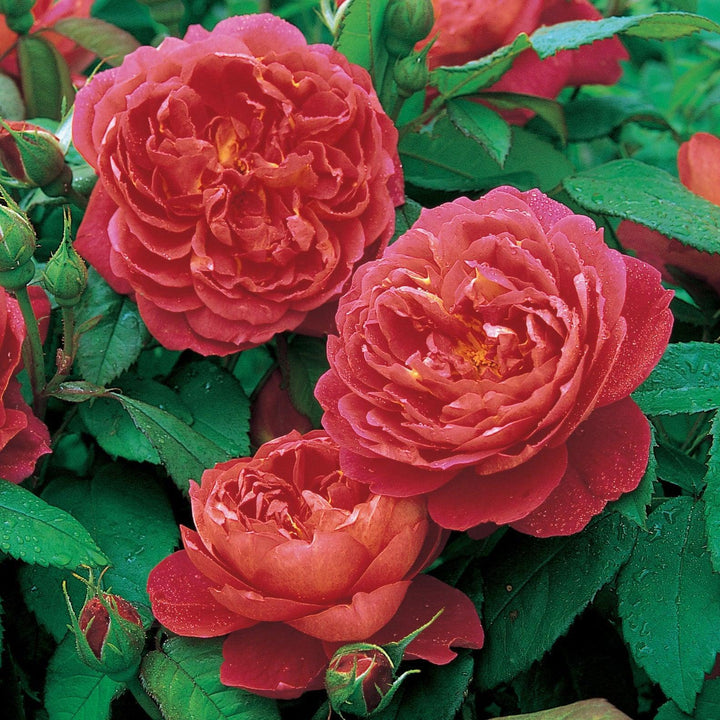 Benjamin Britten Rose |David Austin® Roses