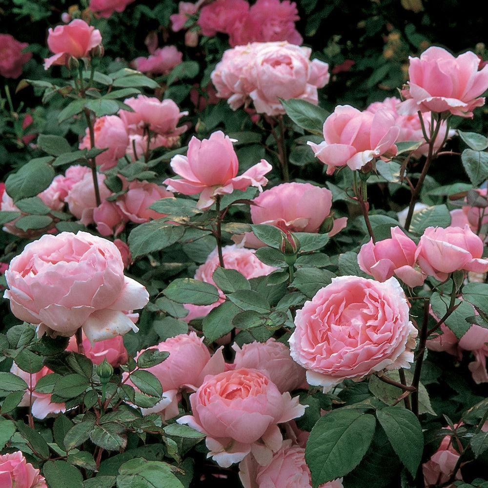 Brother Cadfael English Rose |David Austin® Roses