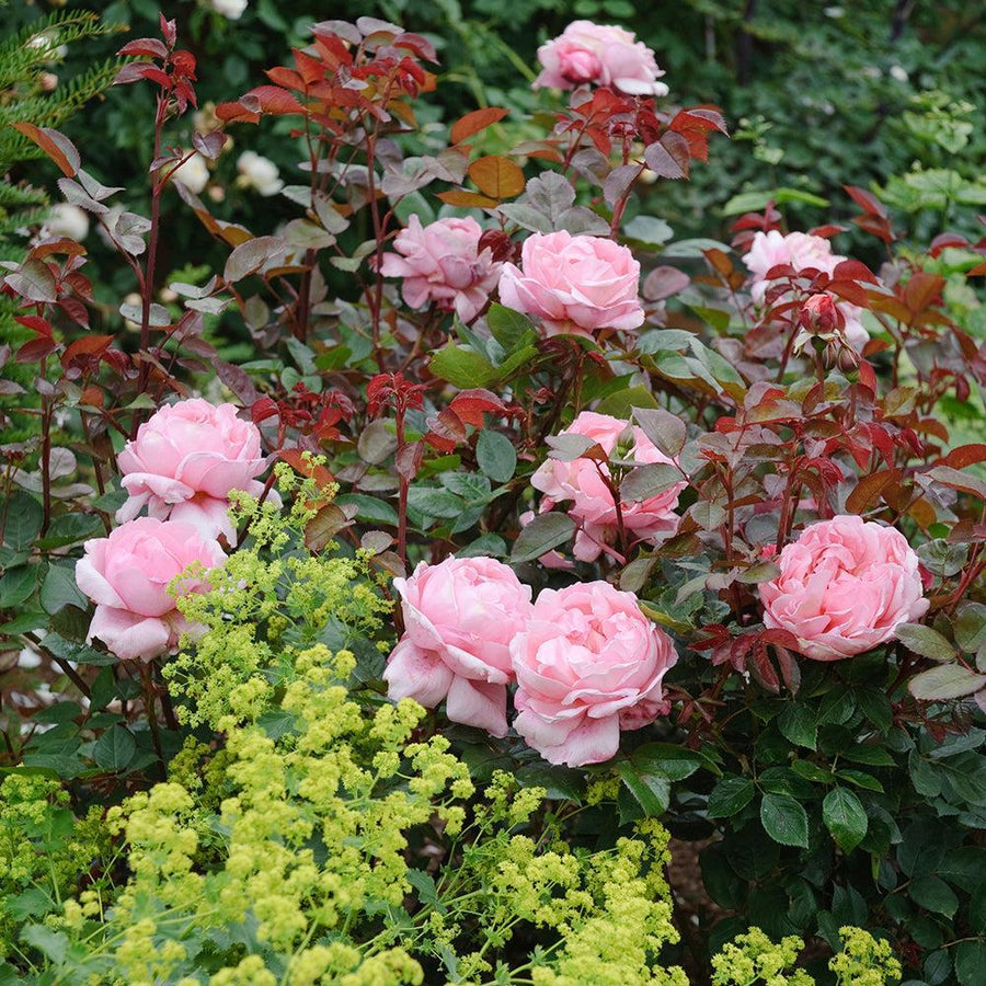 Brother Cadfael English Rose |David Austin® Roses