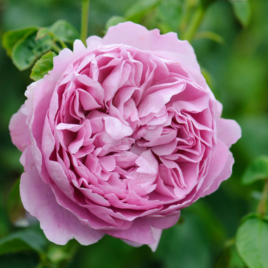 Charles Rennie Mackintosh Rose| David Austin® Roses