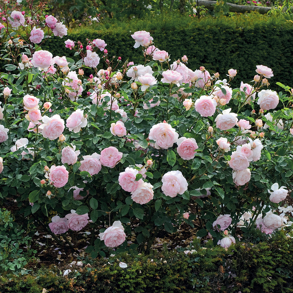 Gentle Hermione Rose |David Austin® Roses