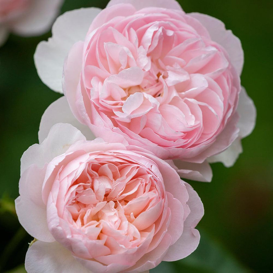 Gentle Hermione Rose |David Austin® Roses