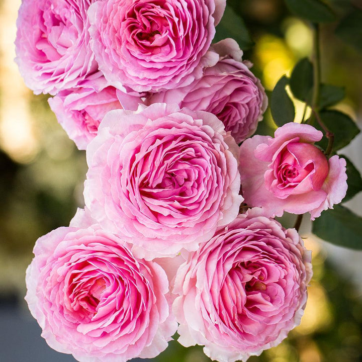 James Galway Rose |David Austin® Roses