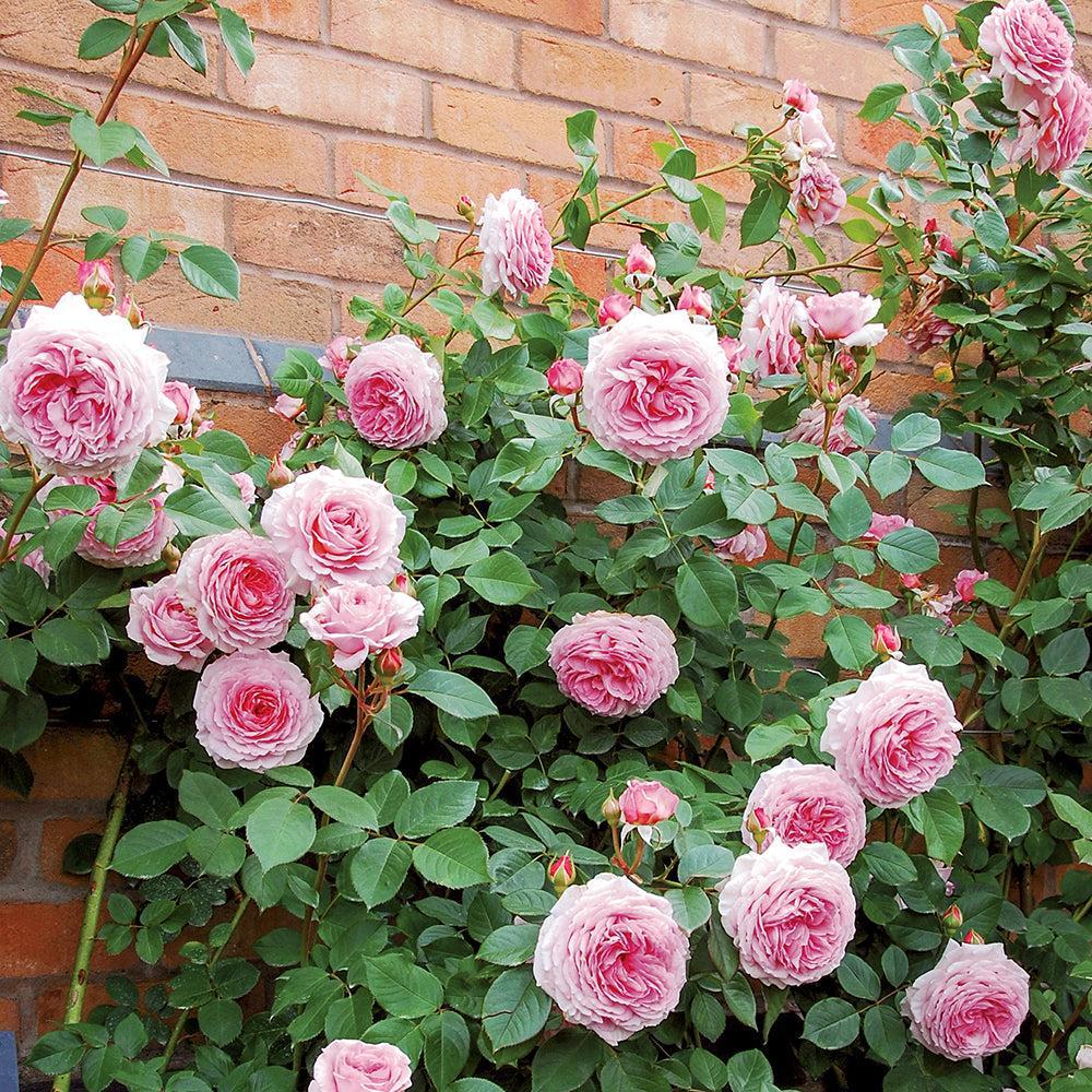 James Galway Rose |David Austin® Roses