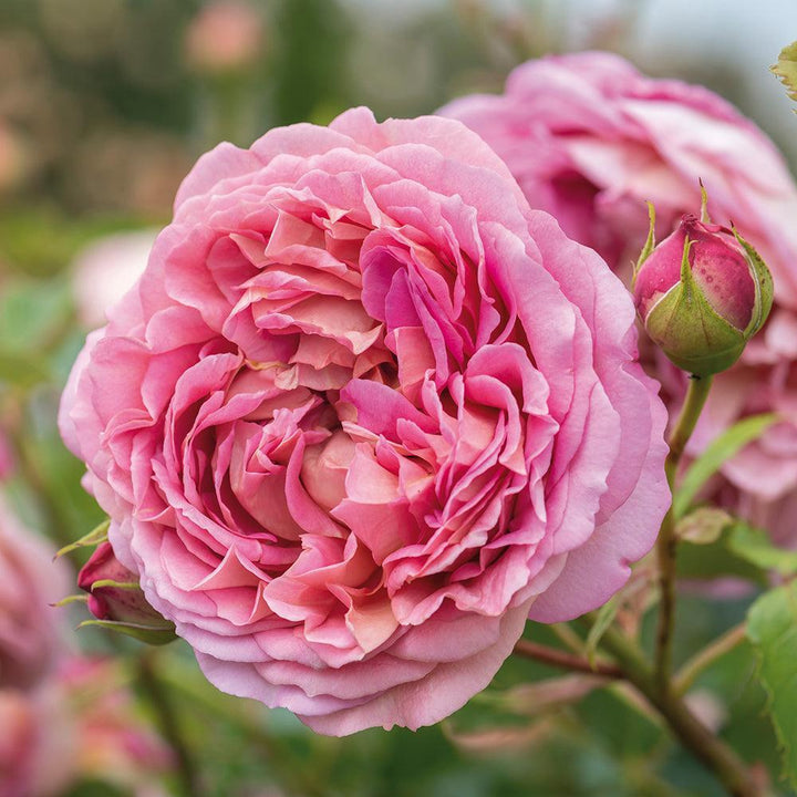 Jubilee Celebration Rose |David Austin® Roses