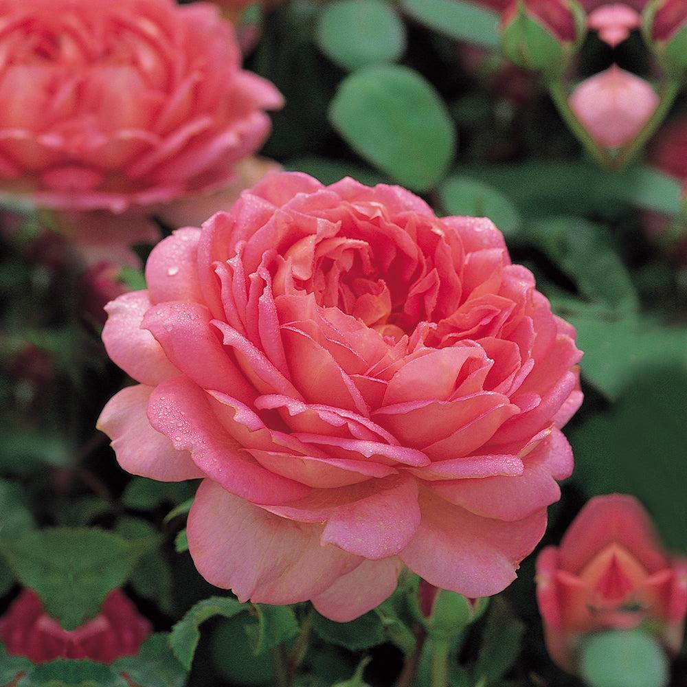 Jubilee Celebration Rose |David Austin® Roses