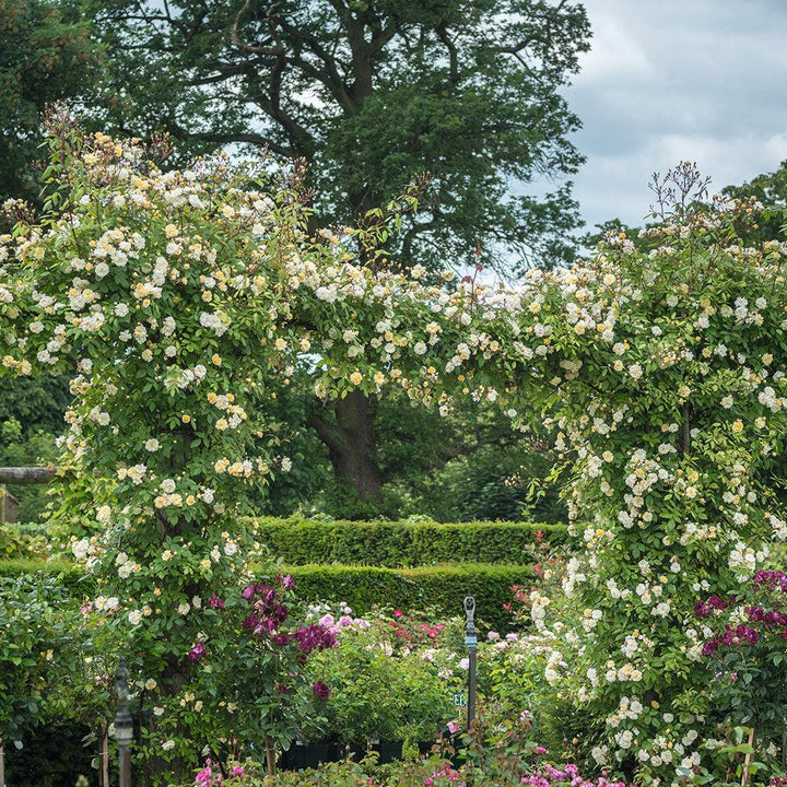 Malver Hills Climbing Rose |David Austin® Roses