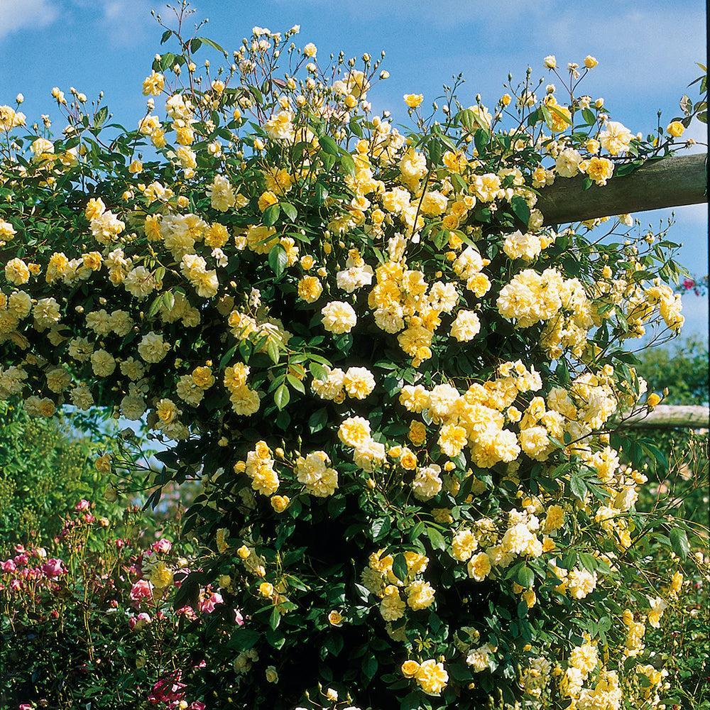Malver Hills Climbing Rose |David Austin® Roses