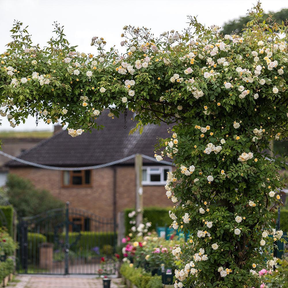David Austin® Malvern Hills® Rose