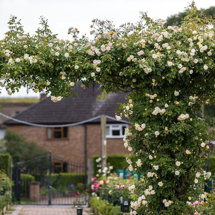 David Austin® Malvern Hills® Rose