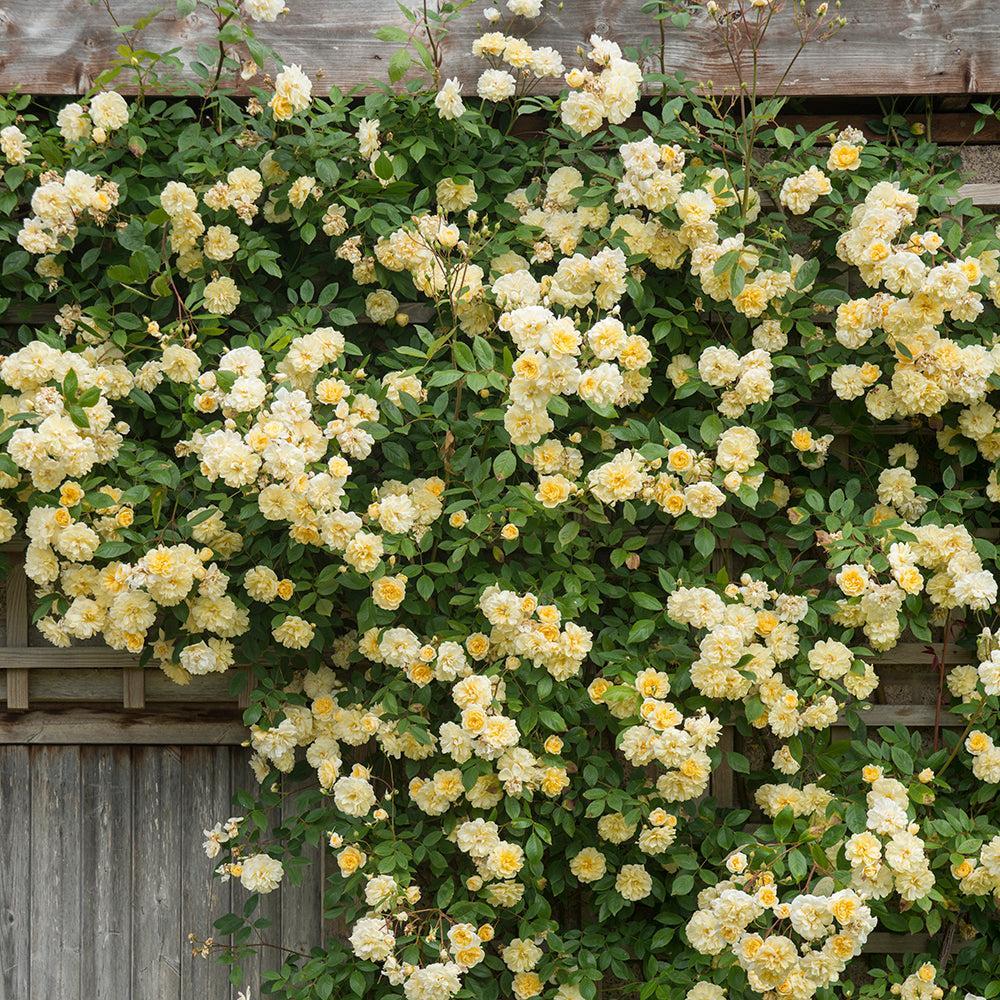 Malver Hills Climbing Rose |David Austin® Roses