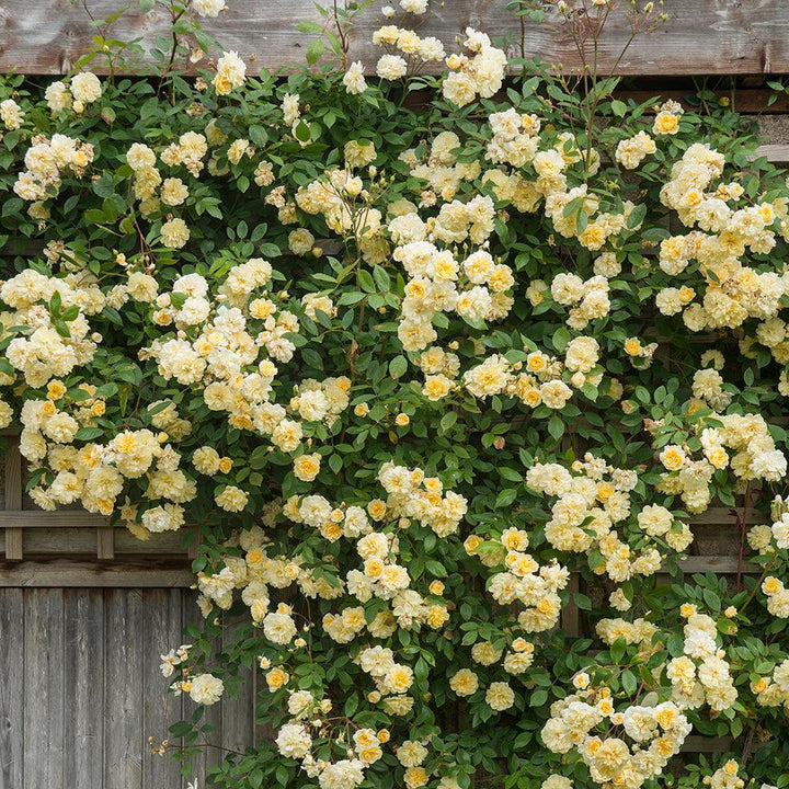 Malver Hills Climbing Rose |David Austin® Roses