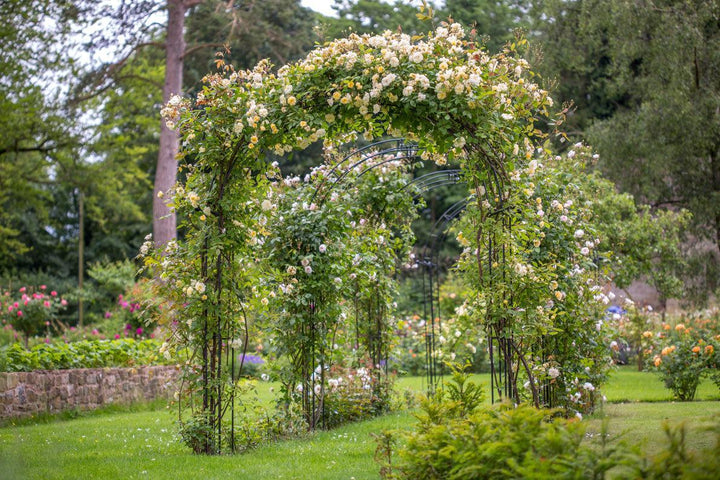Malver Hills Climbing Rose |David Austin® Roses