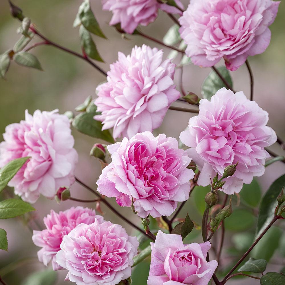 Mary Delaney Rose |David Austin® Roses