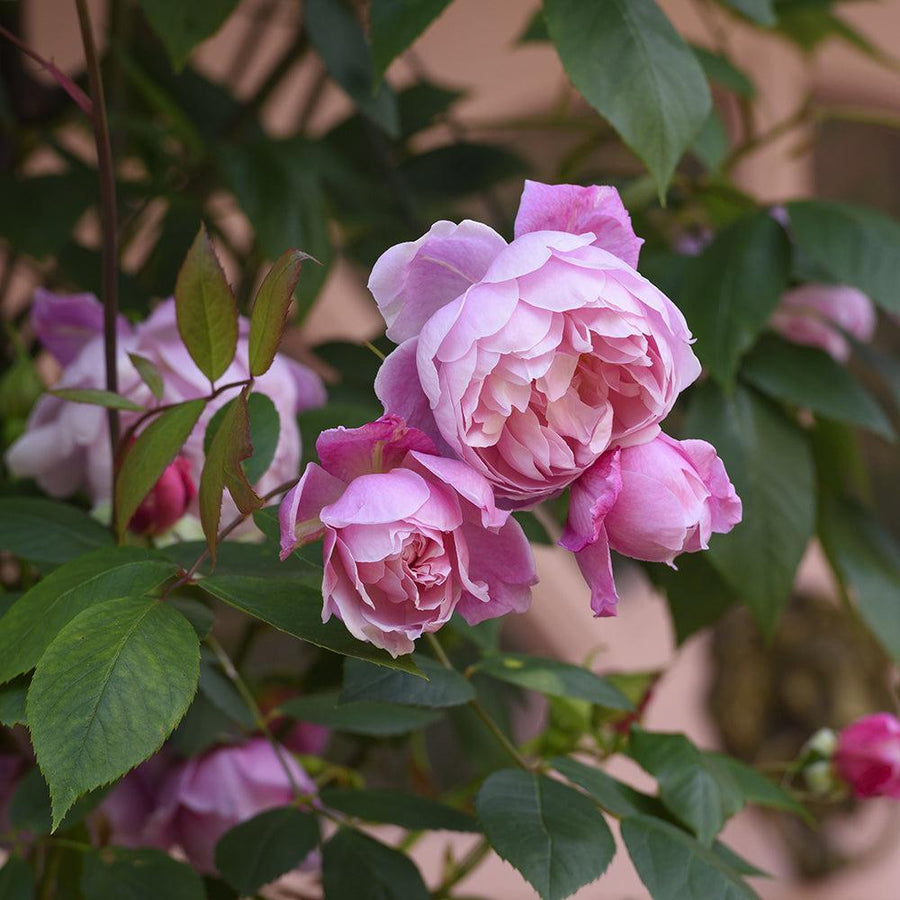 Mary Delaney Rose |David Austin® Roses