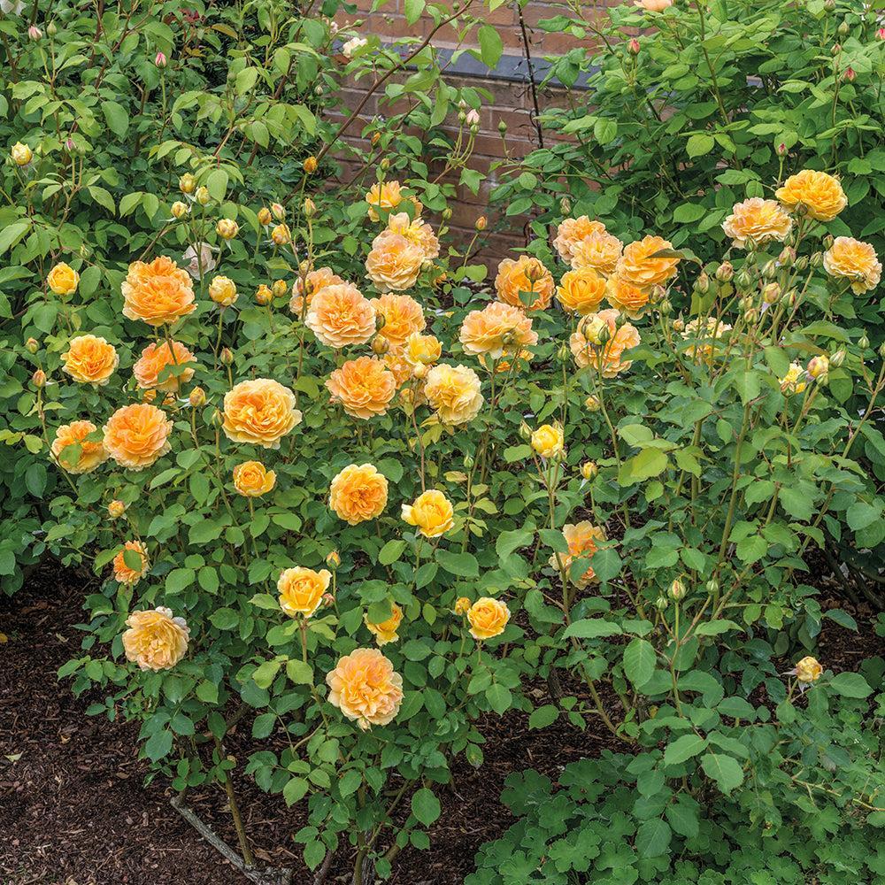 Molineux English Rose |David Austin® Roses