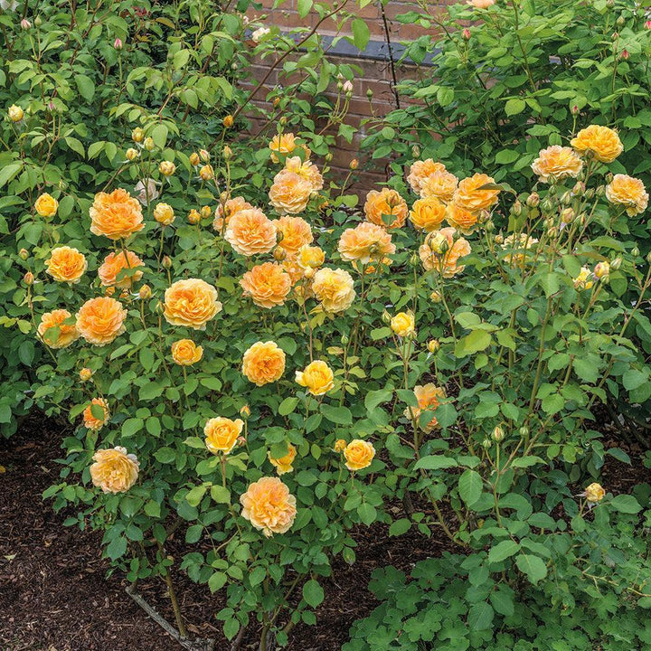 Molineux English Rose |David Austin® Roses