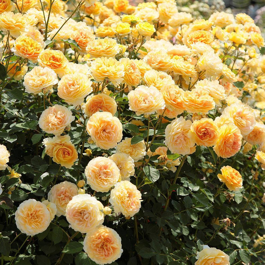 Molineux English Rose |David Austin® Roses