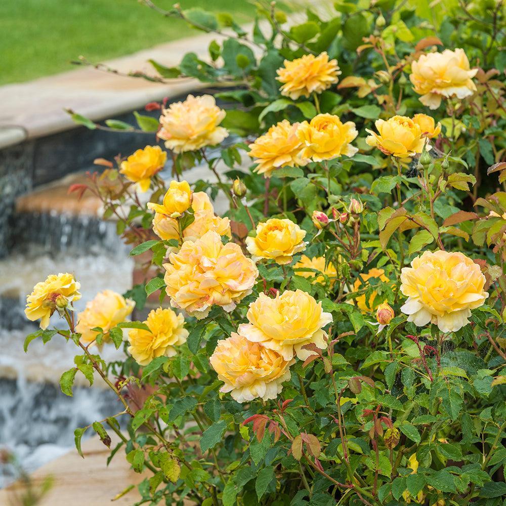 Molineux English Rose |David Austin® Roses