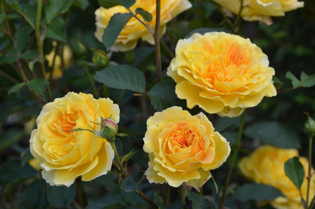 Molineux English Rose |David Austin® Roses