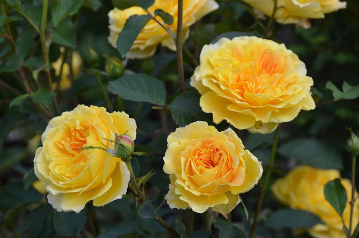 Molineux English Rose |David Austin® Roses