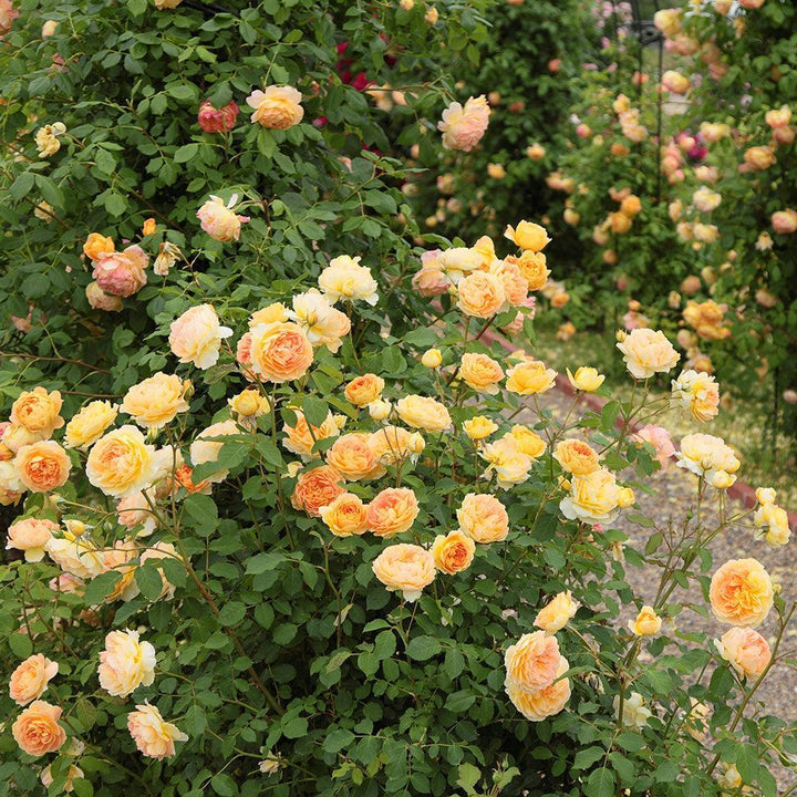 Molineux English Rose |David Austin® Roses
