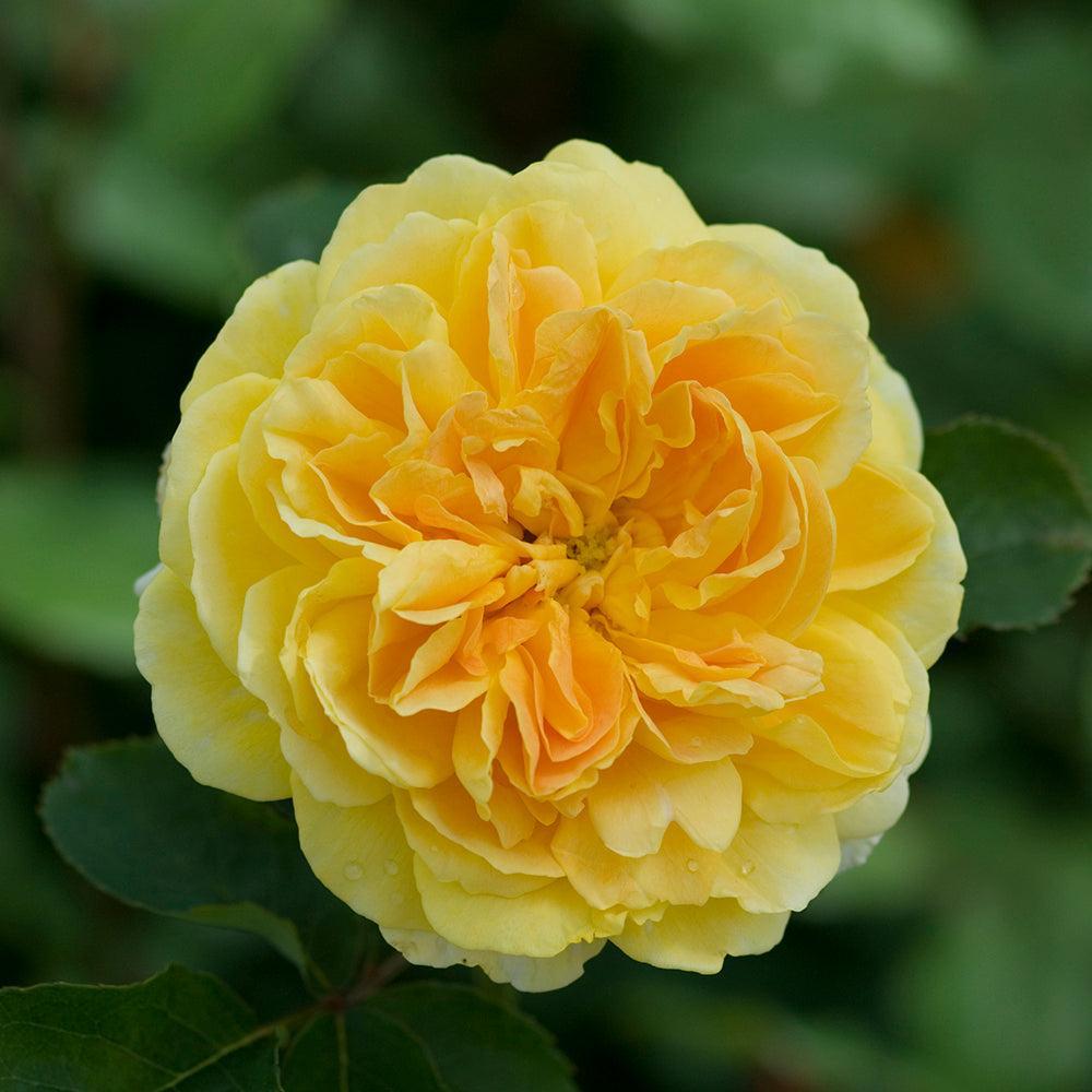 Molineux English Rose |David Austin® Roses