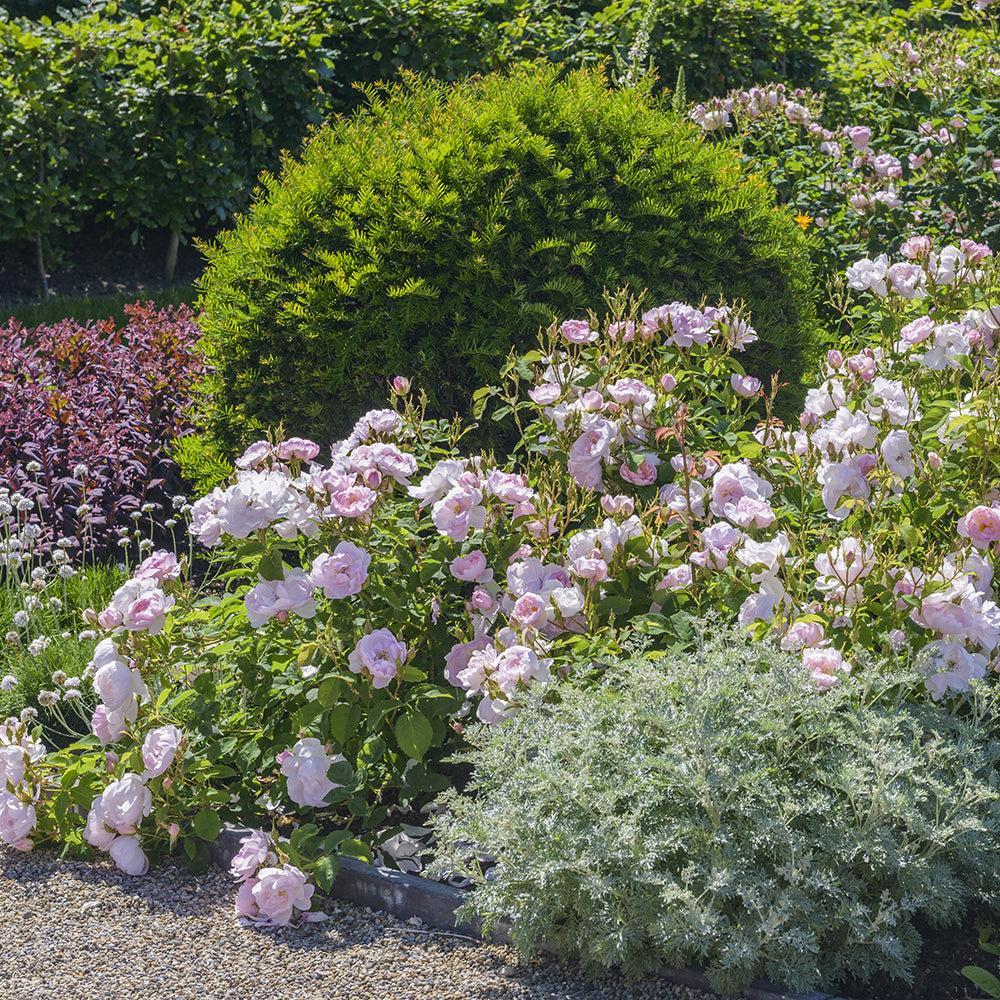 Scarborough Fair Rose |David Austin® Roses