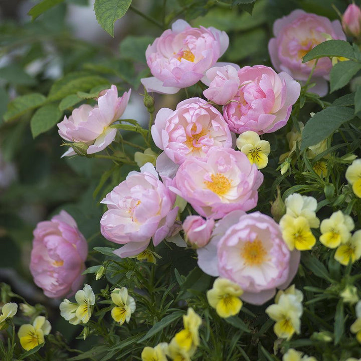 Scarborough Fair Rose |David Austin® Roses