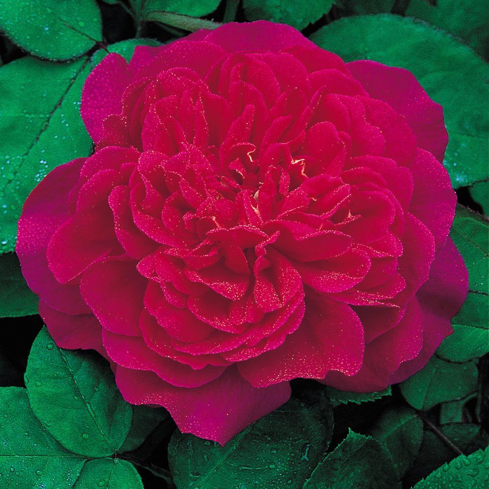 Sophy's Rose |David Austin® Roses