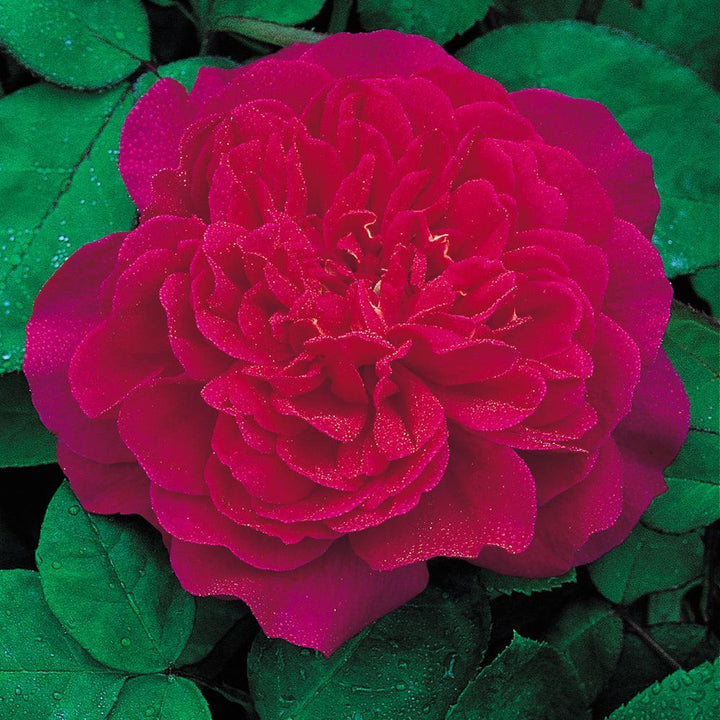 Sophy's Rose |David Austin® Roses
